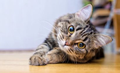 Artikel Kosten Haustier, Bild einer Katze