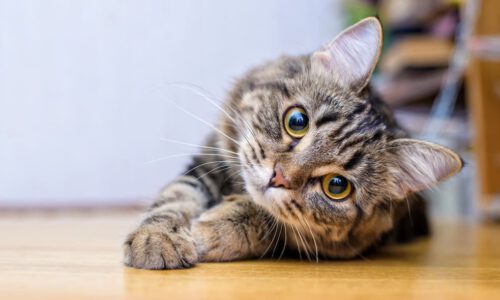 Artikel Kosten Haustier, Bild einer Katze