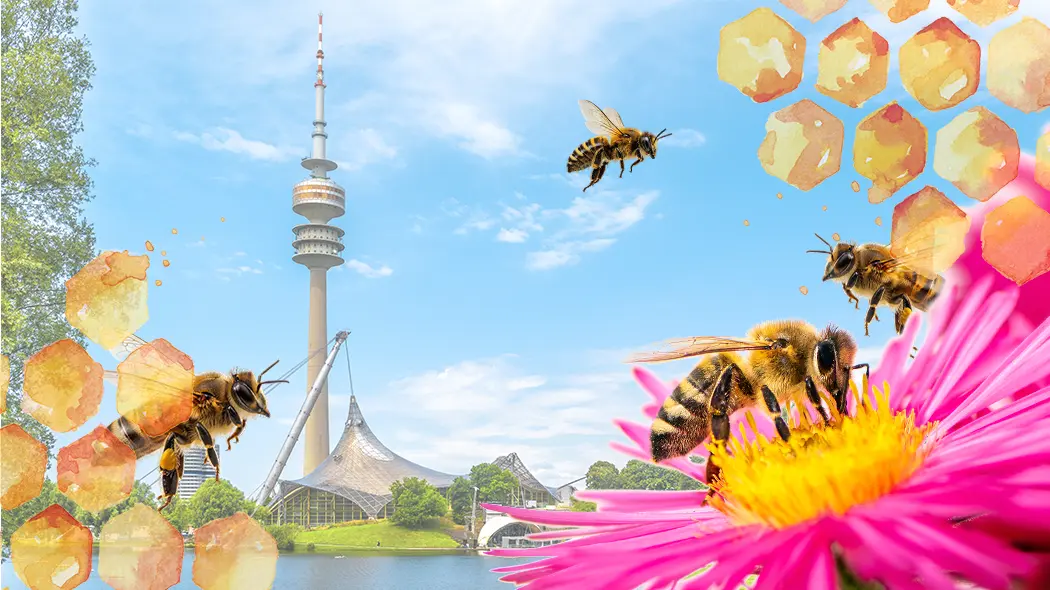 Bienen fliegen über Blumen mit dem Olympiapark-Turm im Hintergrund.